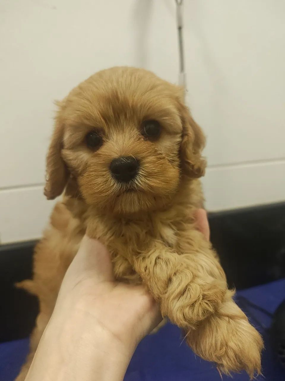 Lindo filhote de Cavapoo macho na cor Creme  - Foto 2
