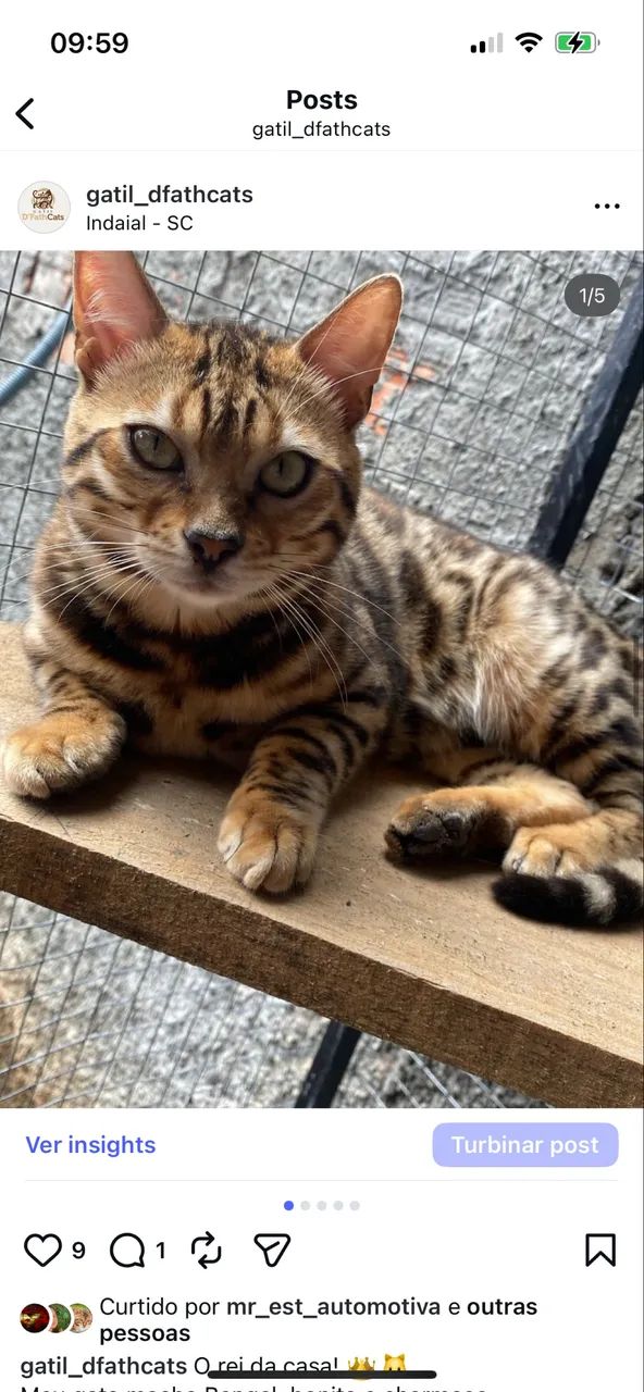 Bengal macho 11 meses