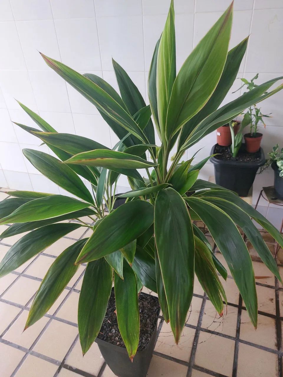 Planta dracaena arborea - Foto 2