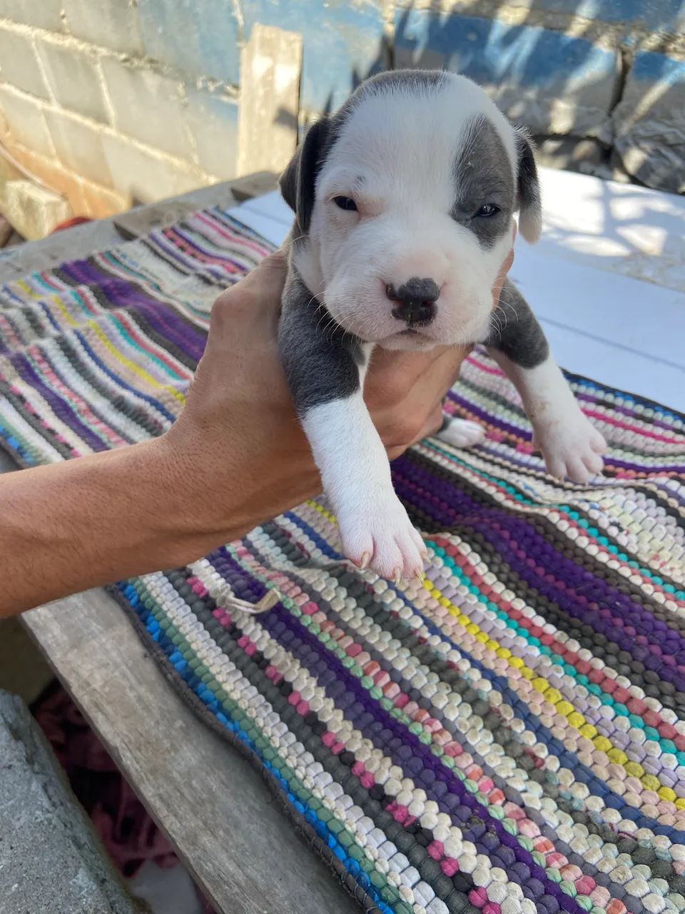 Pitbull  - Foto 2