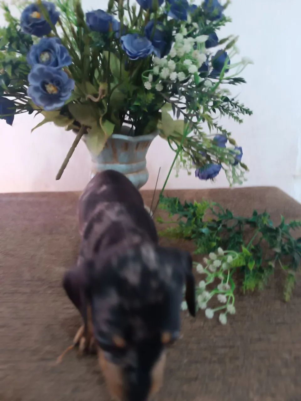 Filhotes Dachshund - Foto 5
