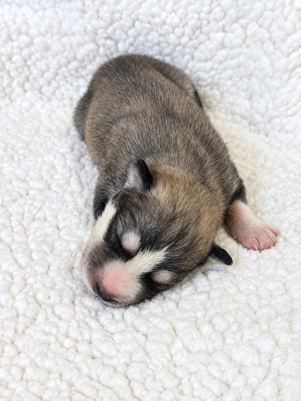Husky Wooly - Foto 2