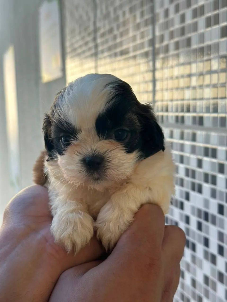 Mais que lindo perfeito shitzu