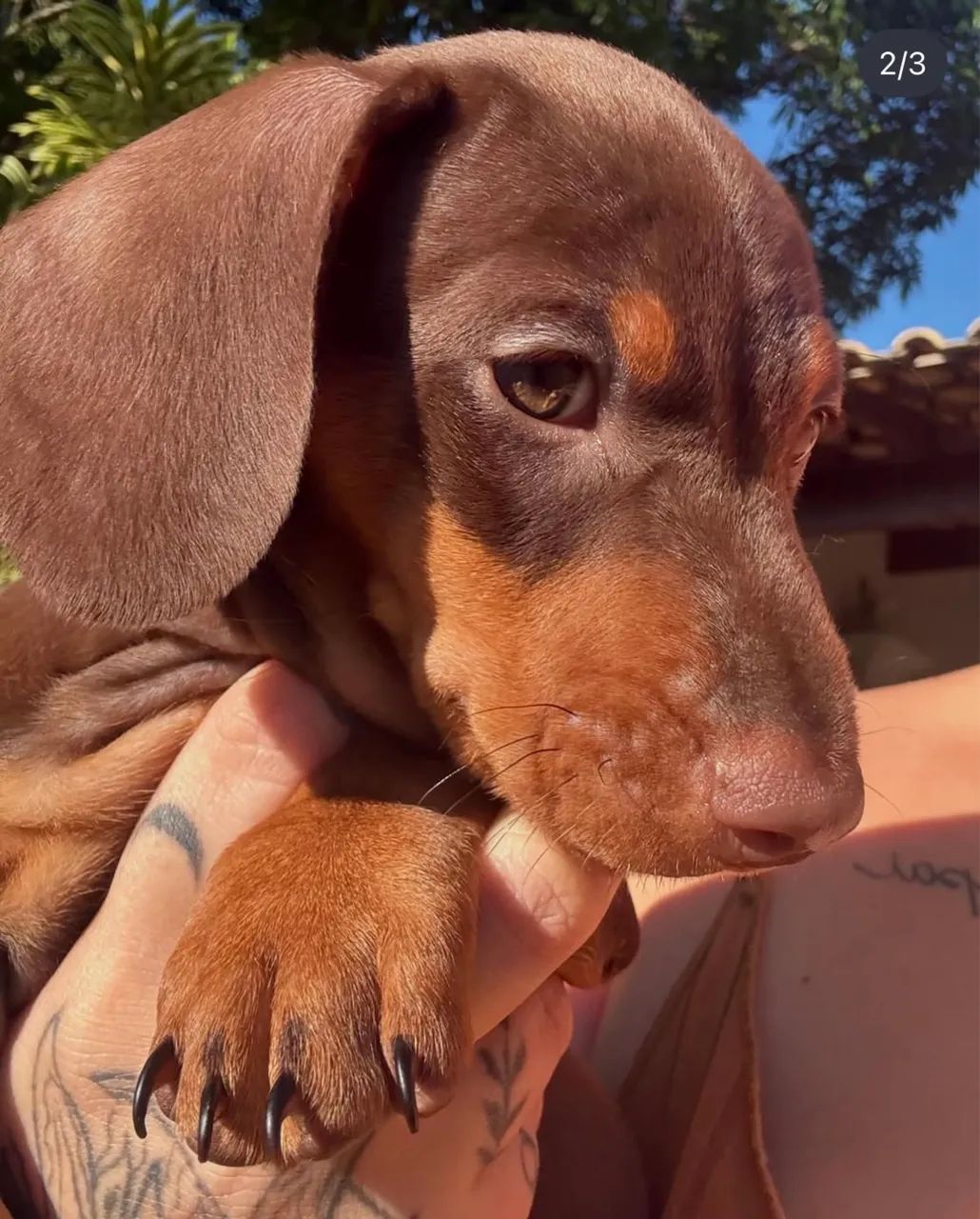Vendo lindos filhotes de Basset dachshund  - Foto 2