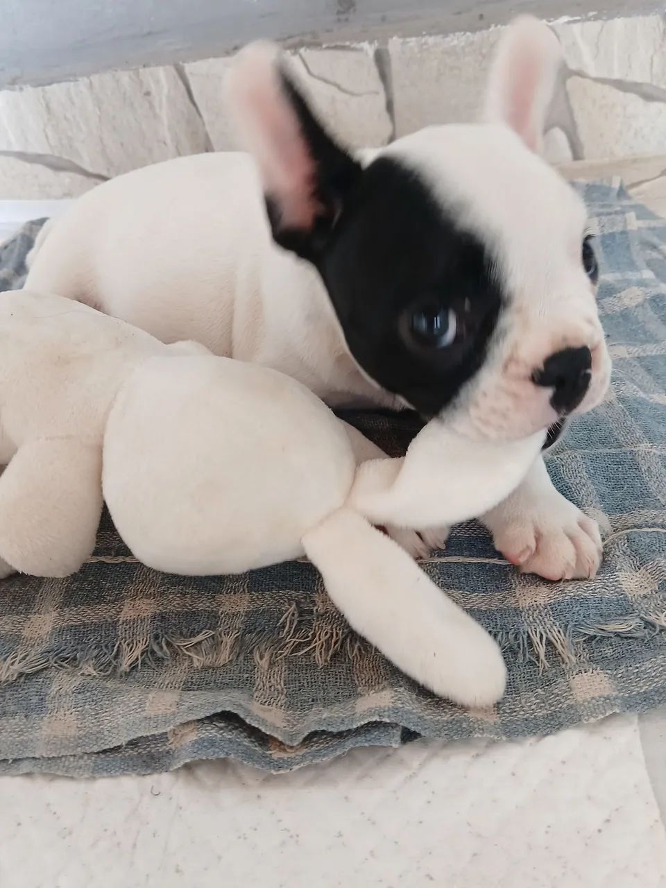 Buldog francês 46 dias(macho)