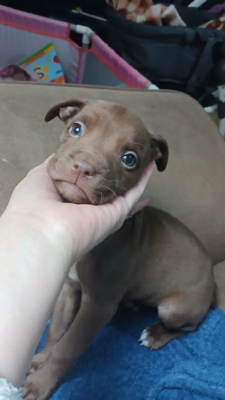  Cachorros fêmeas pitbull tradicional. - Foto 4