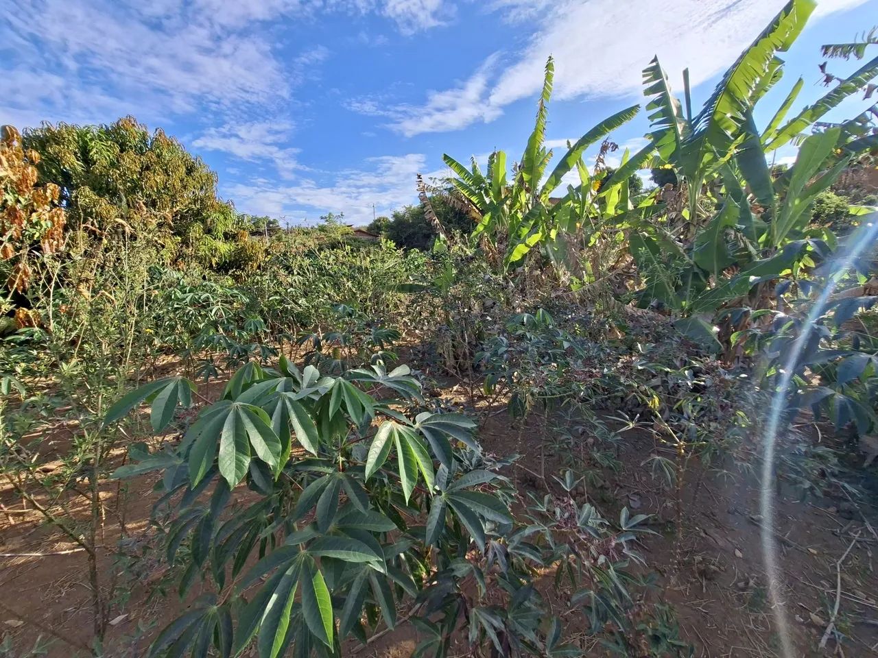Lote - Foto 3