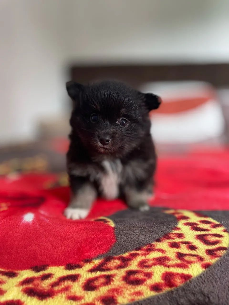 Spitz Alemão Macho - Foto 4