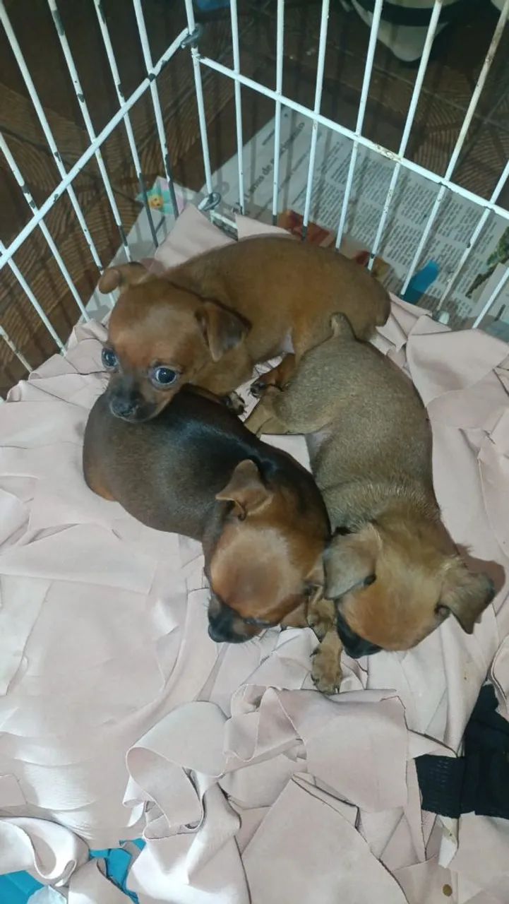 Cachorro várias raças  - Foto 3