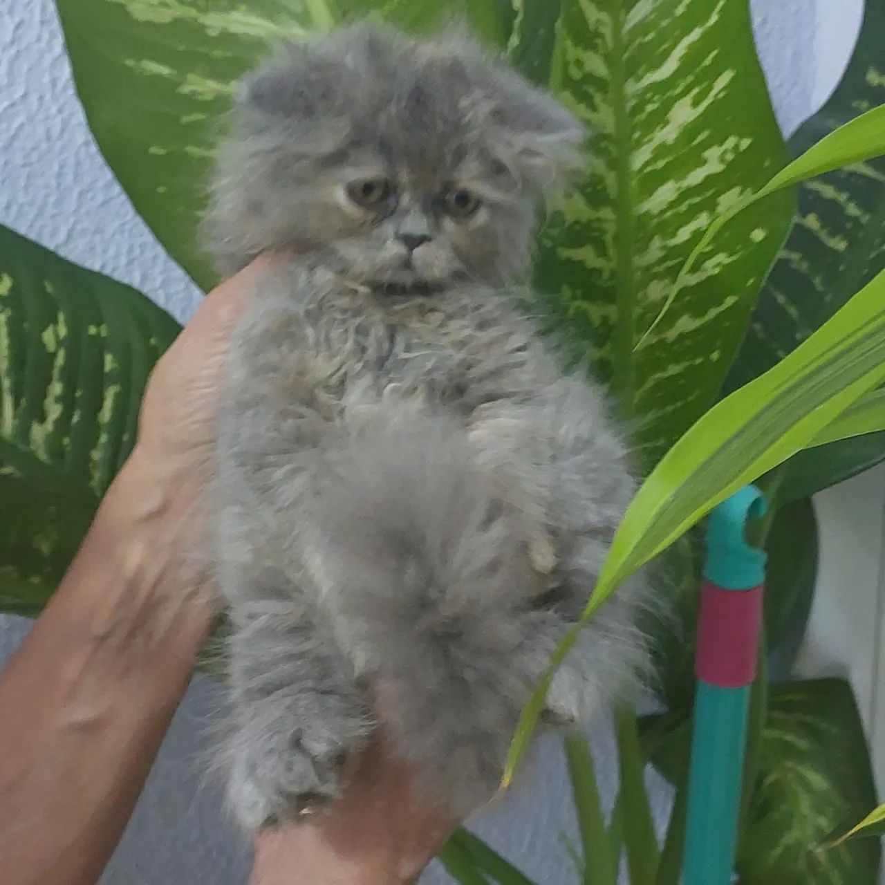 Gato persa fêmea e macho com 65 dias rasa pura - Foto 4