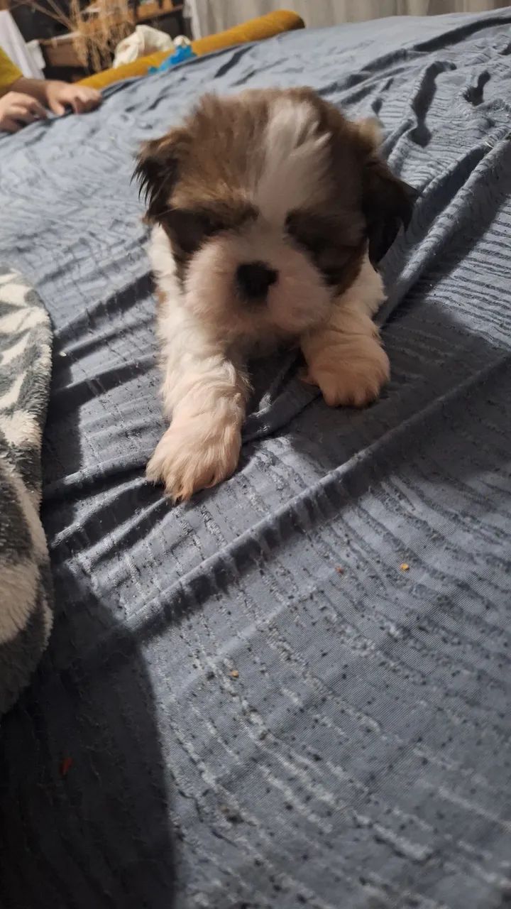 Shitzu  - Foto 3