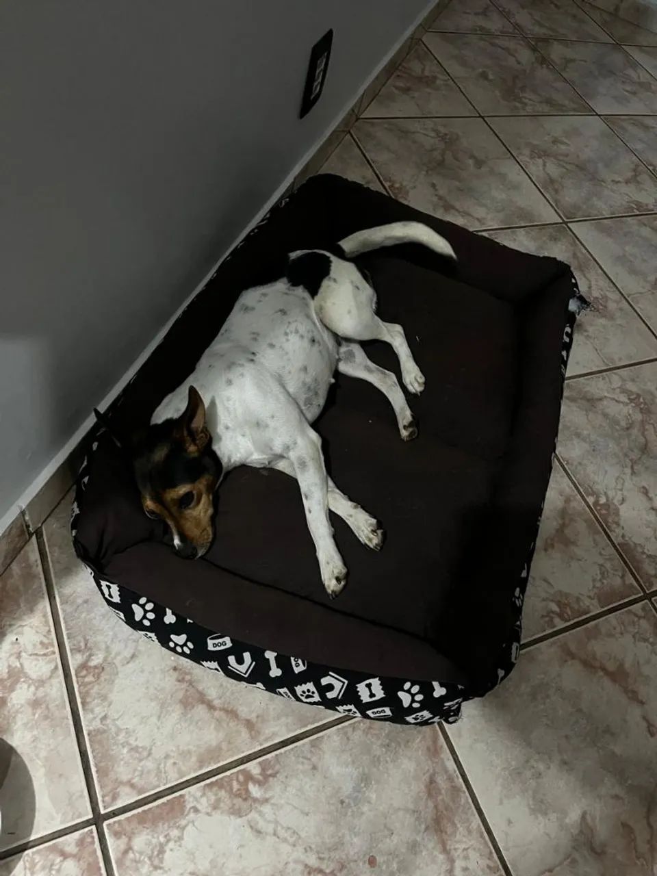 Hospedagem e creche pet  - Foto 3