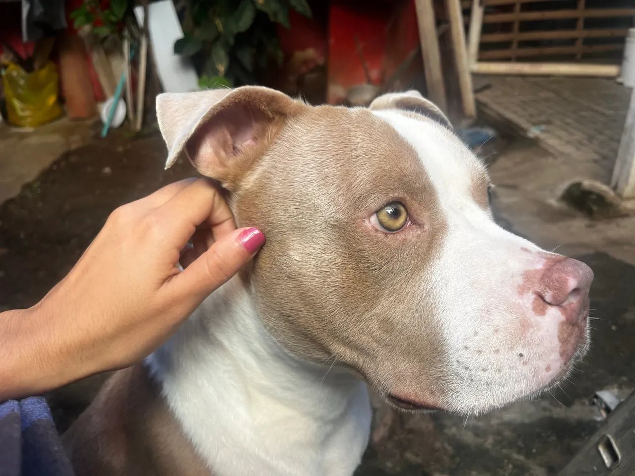 Doação de Pitbull