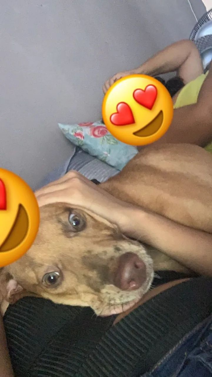 Adoção Raça Misturada - Foto 2