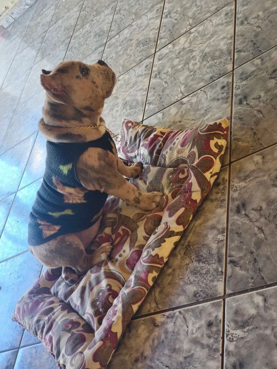 Vendo Bully  - Foto 4