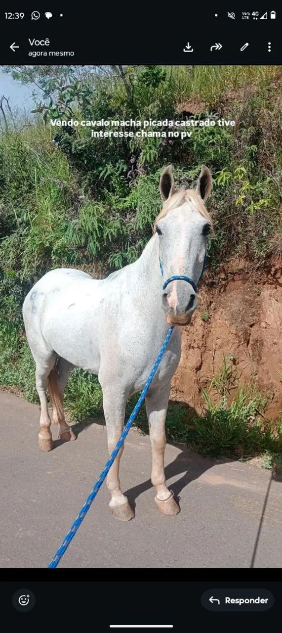 Vendo cavalo 