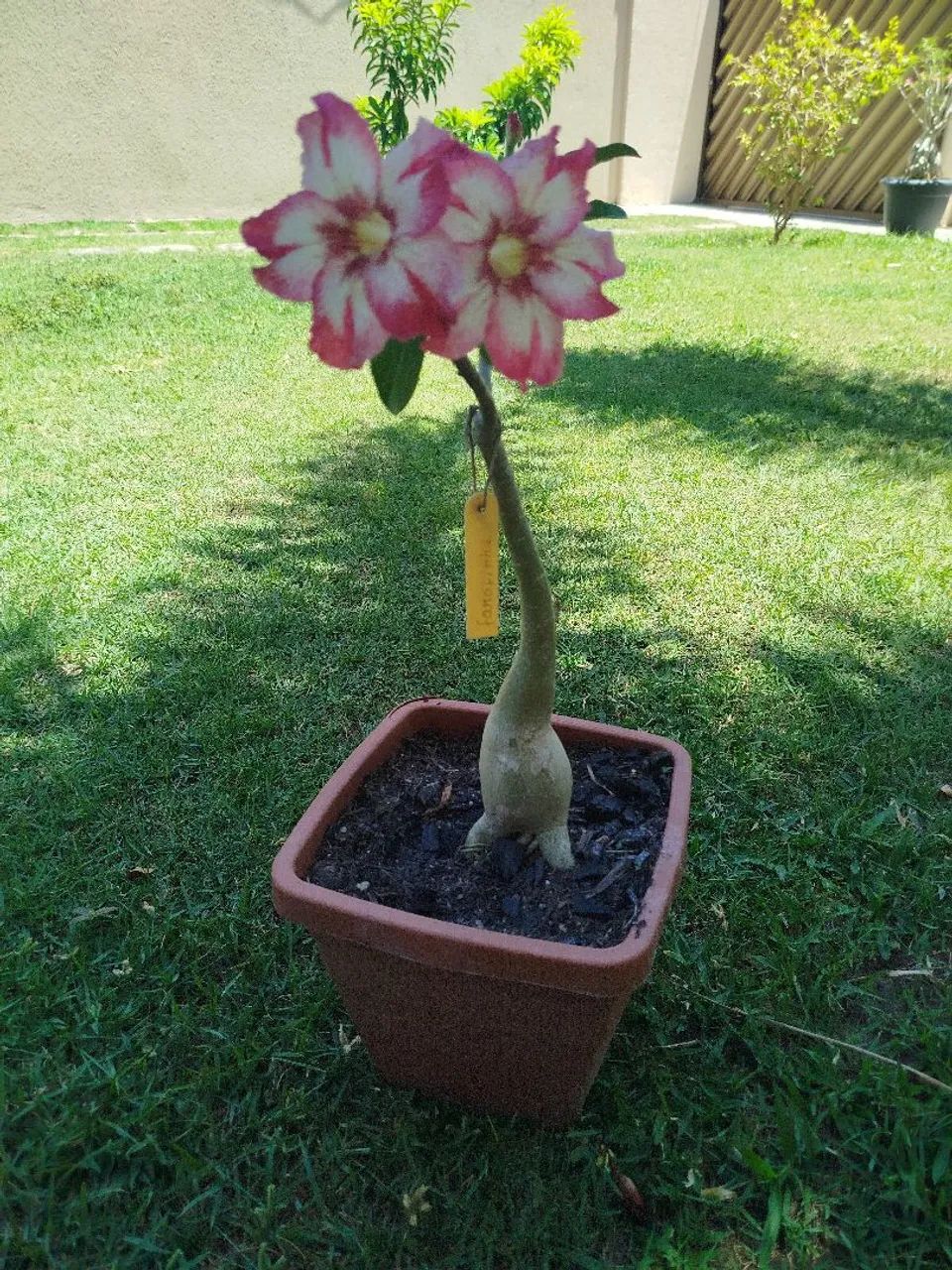 Vendo 