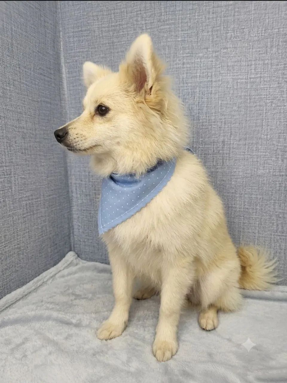 Spitz alemão macho  - Foto 5