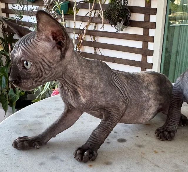 Gatos Sphynx - Foto 4