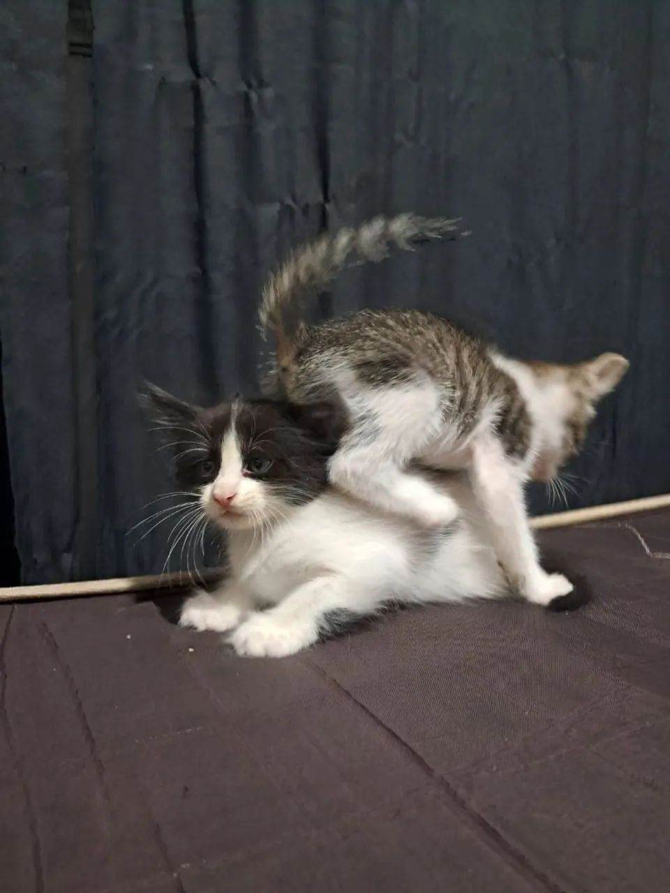 Gatinhos para doação  - Foto 3