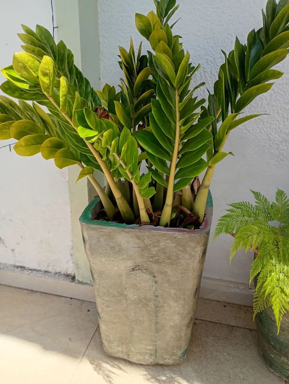 Samambaia portuguesa em vaso de cimento 36x36  - Foto 3