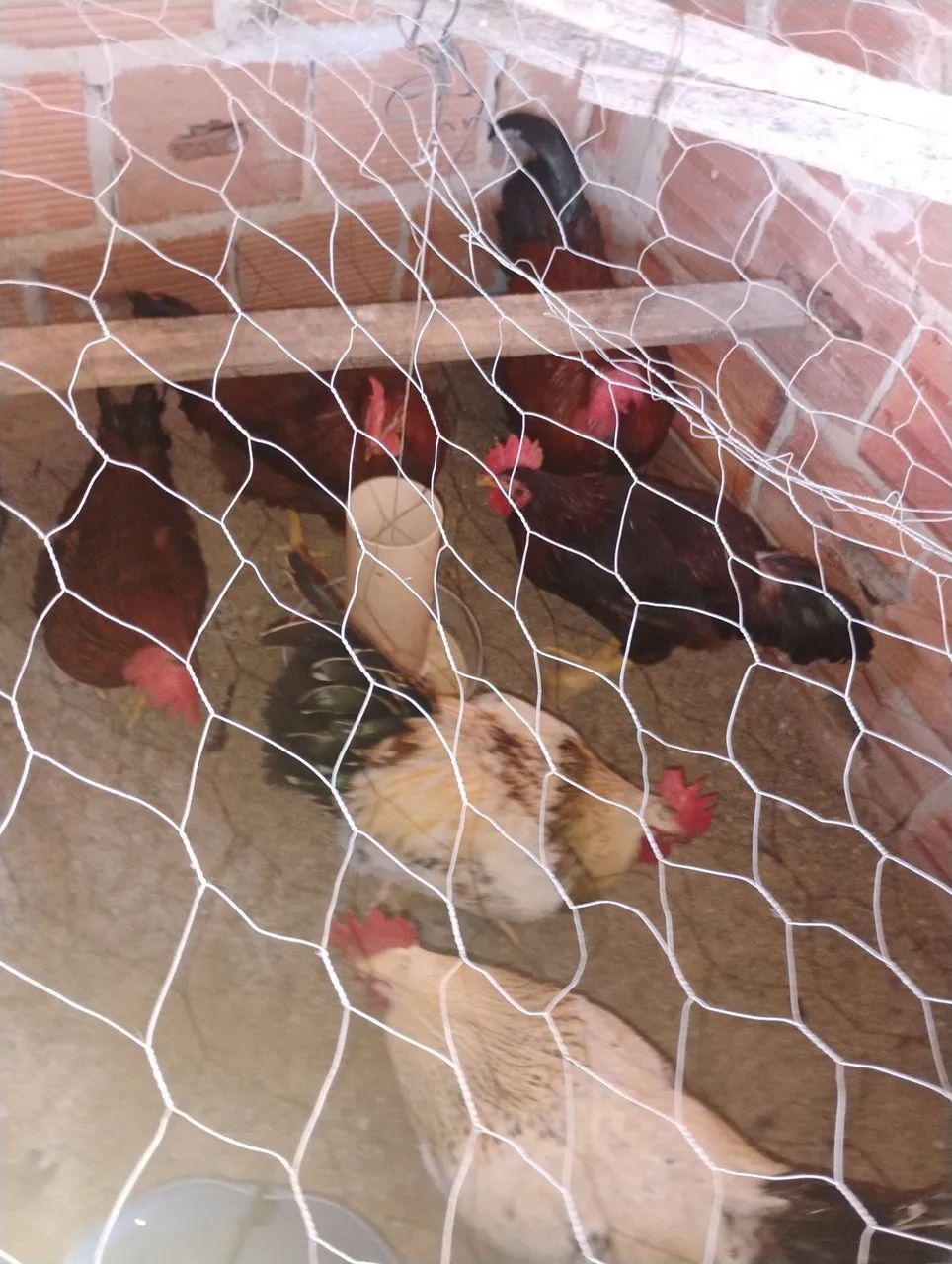 Frangos bonitos para tá caipira com gsbgalos  - Foto 3