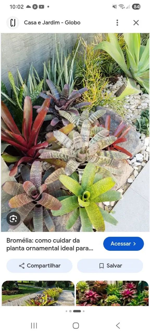 Jardineiro profissional de qualidade  - Foto 2