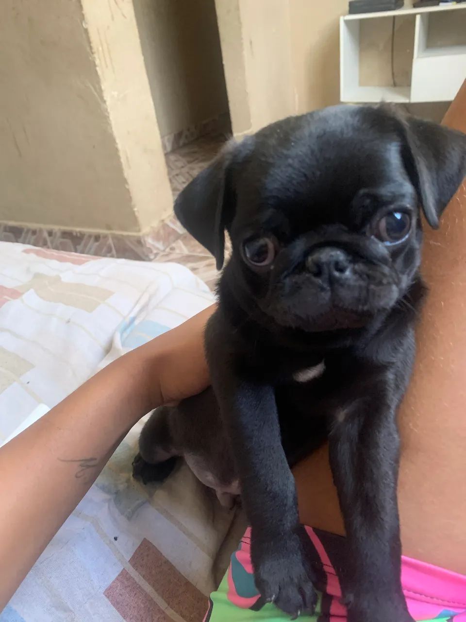 Vendo cachorro  Pug - Foto 2