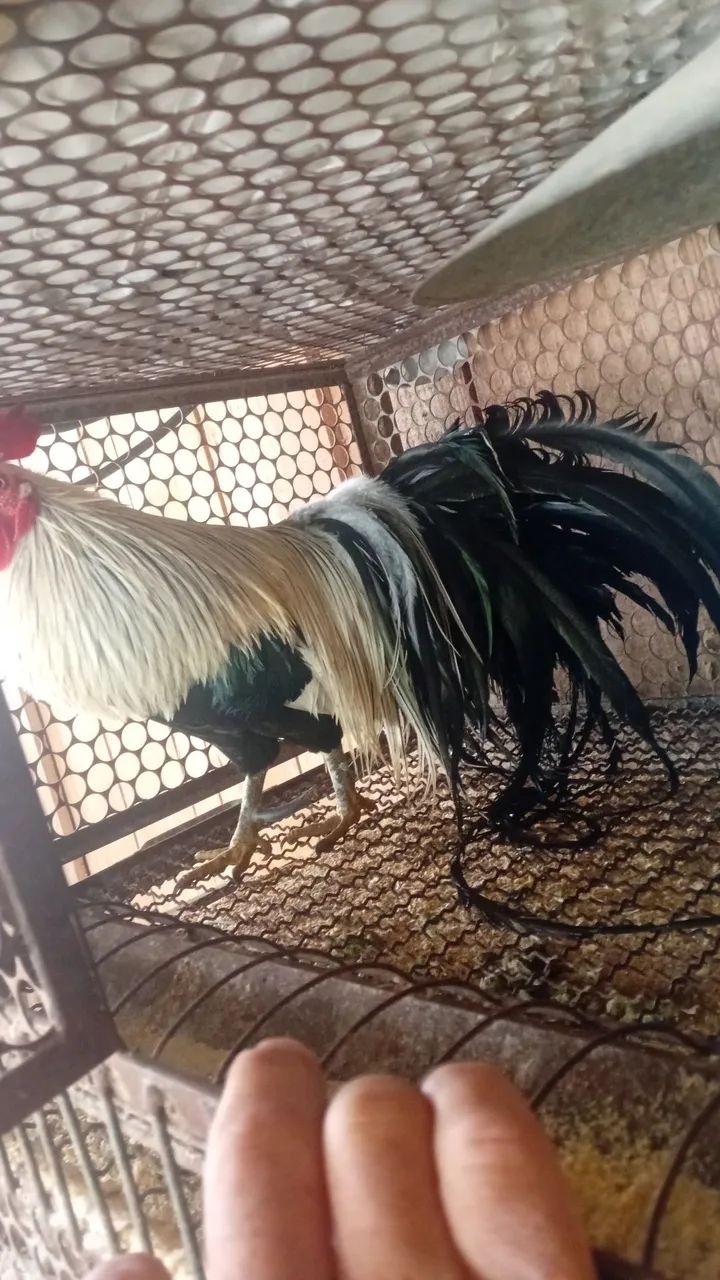 Galo fênix 