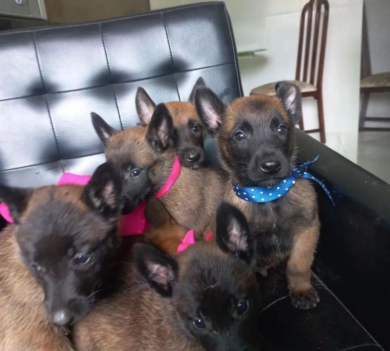 Vendo Filhotes Pastor Belga Malinois  - Foto 2