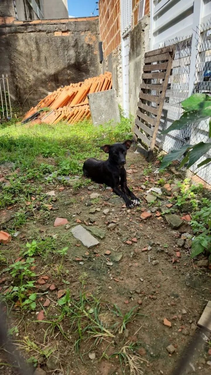 Adoção responsável  - Foto 2