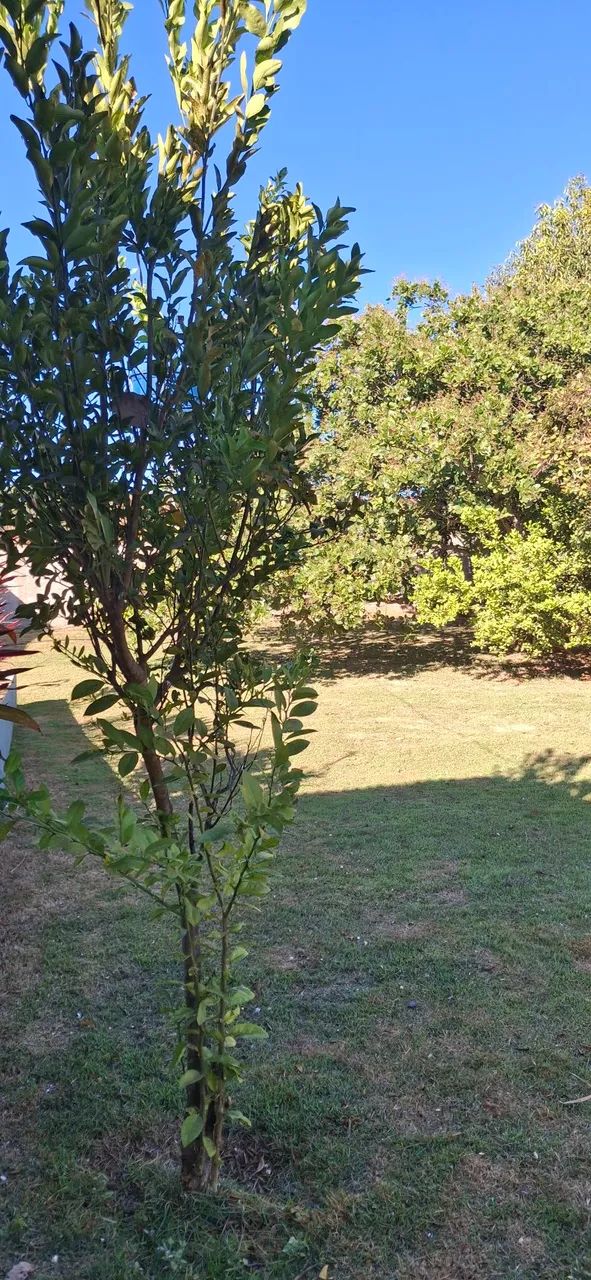 VENDE CHÁCARA - Foto 4