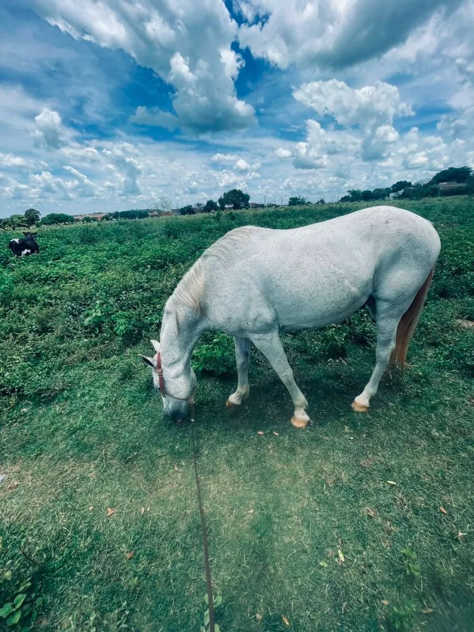 Vendo cavalo quarto de milha - Foto 5