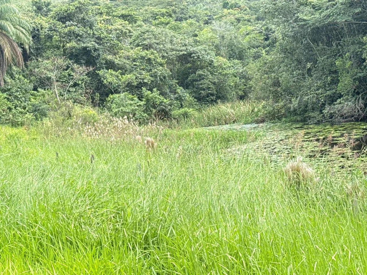 Fazendinhas módulo rural em juatuba  - Foto 2