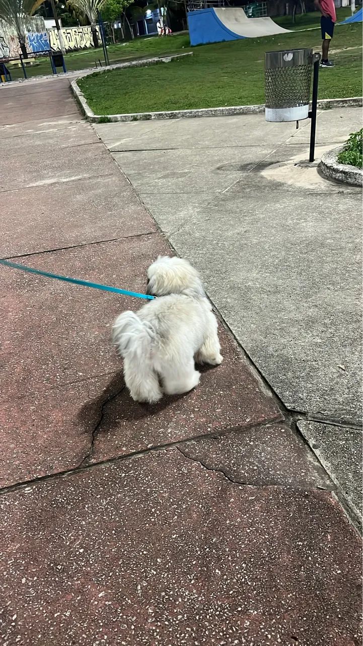 Lhasa apso a procura de uma namorada  - Foto 2