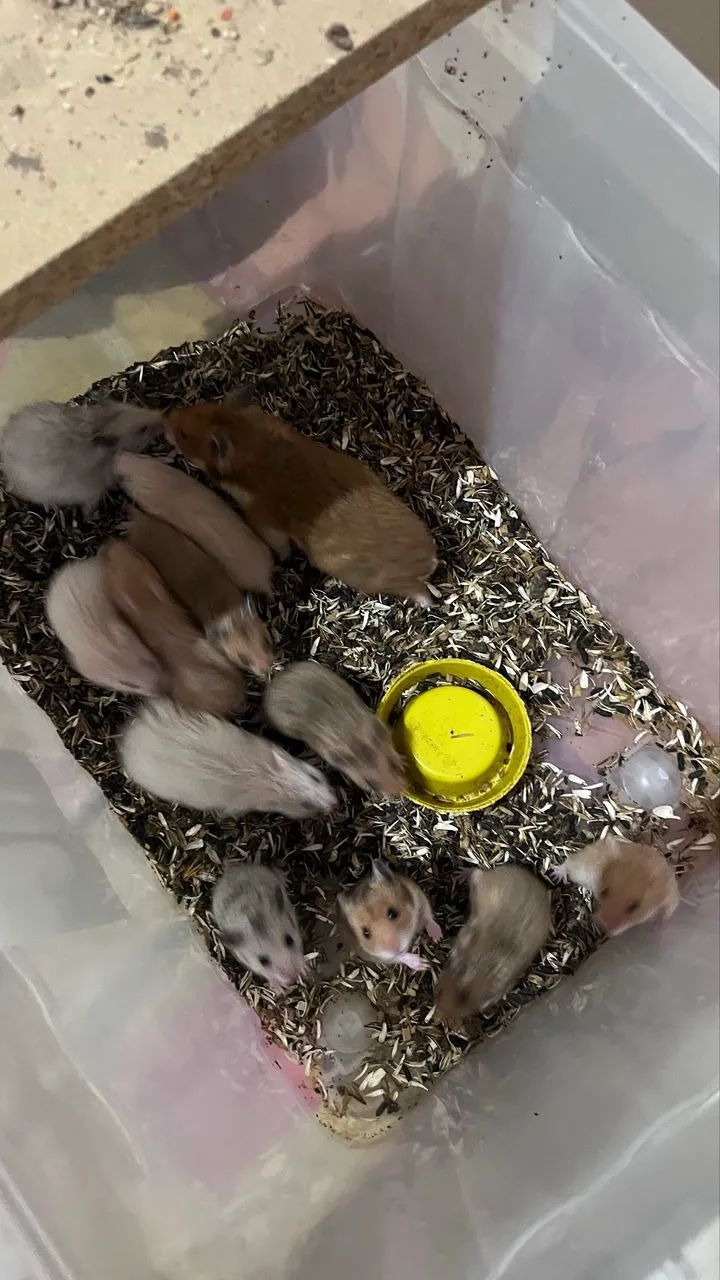 Hamster sírio 490891290336317442