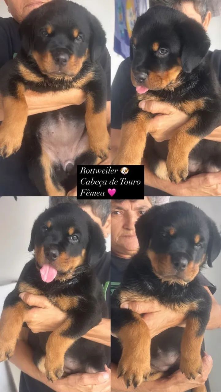 Rottweiler  - Foto 5