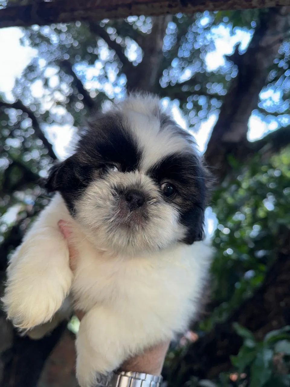 Filhote shihtzu pedigree  (venda)