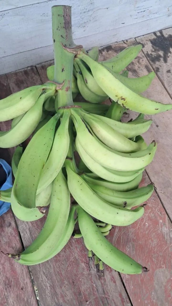  mudas de Banana Pacovan  - Foto 5