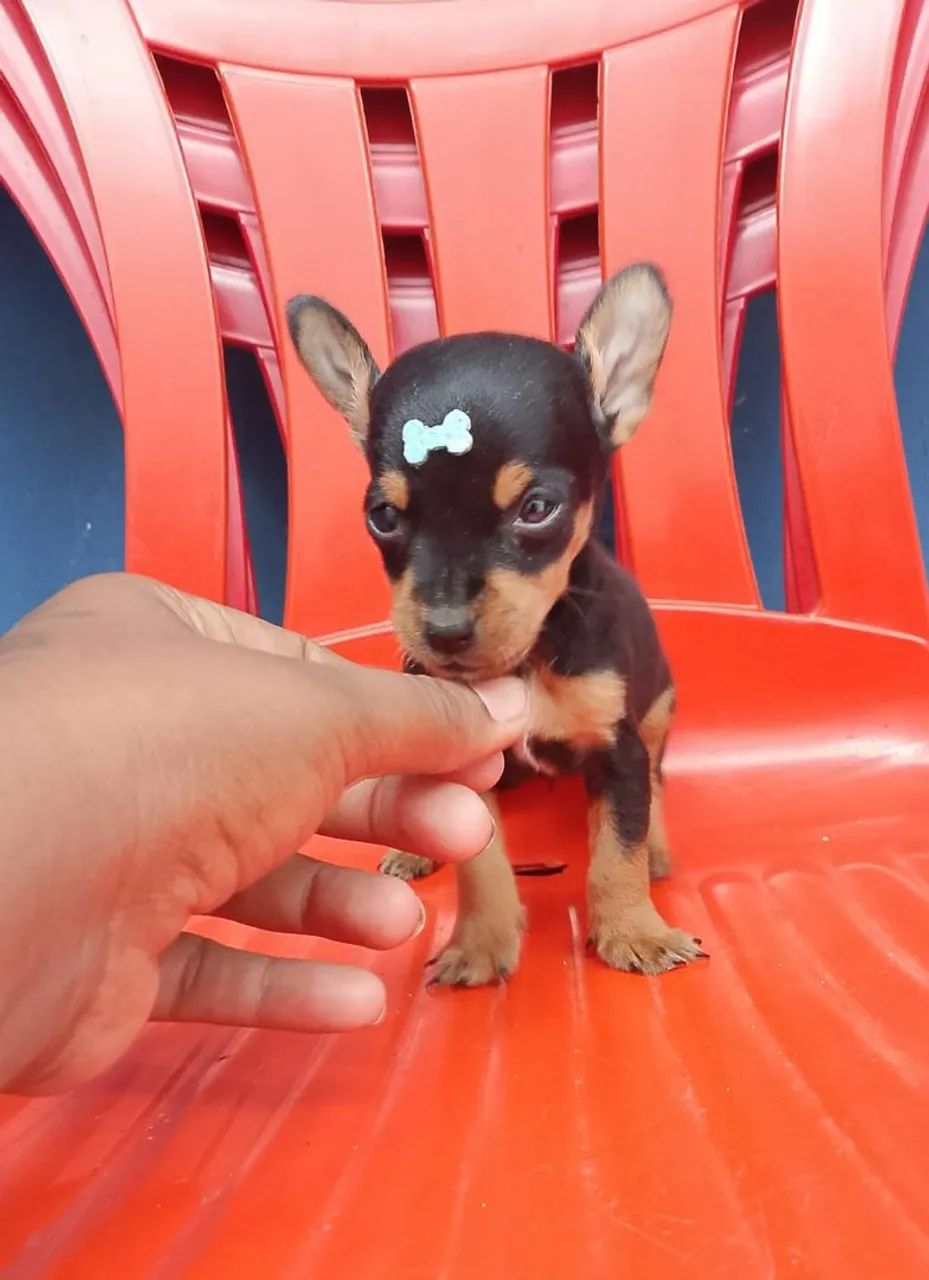 Pinscher 0 - Foto 2