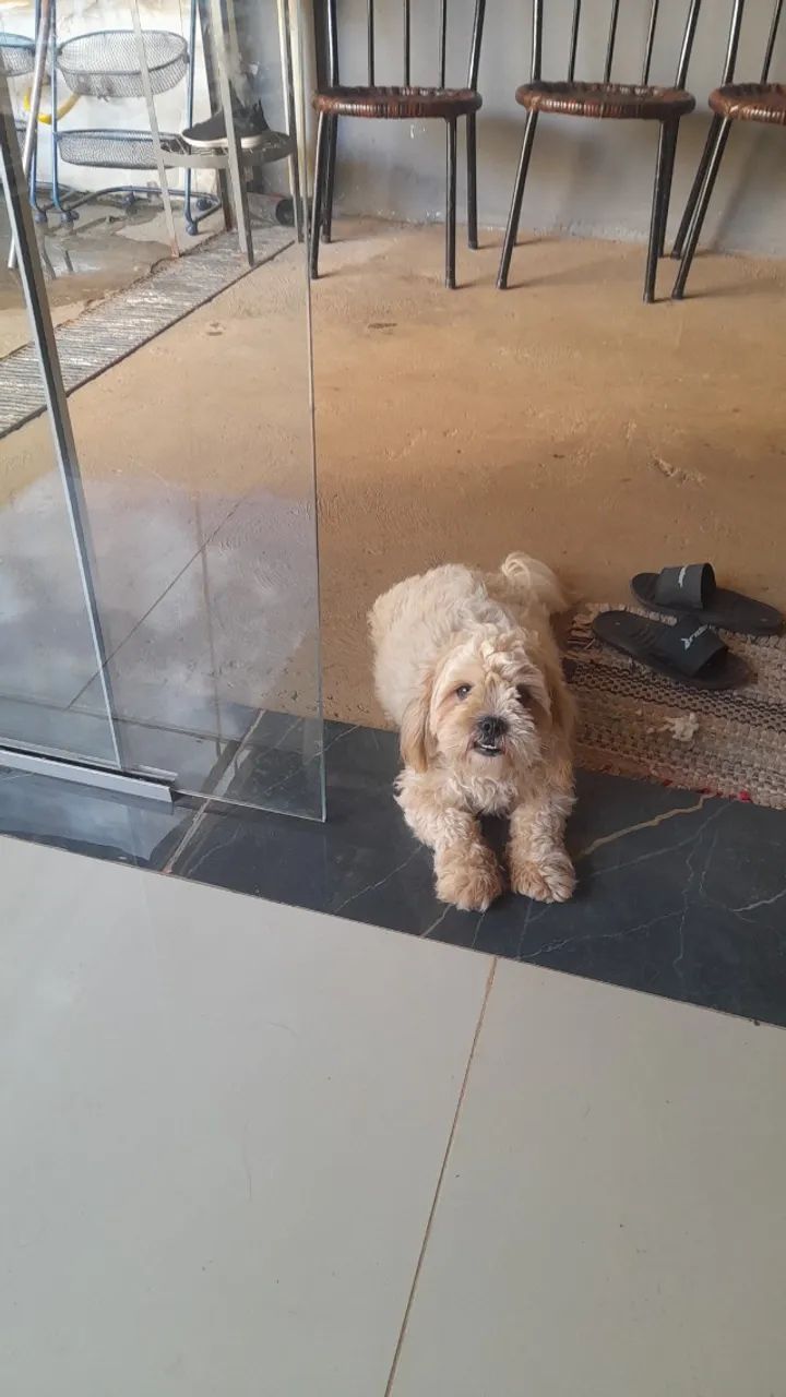 Cachorro  lhasa após estou vendendo   - Foto 2
