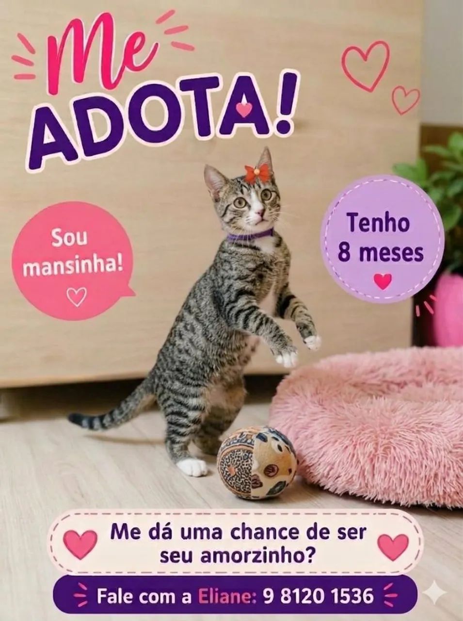 FÊMEAS CASTRADAS - Foto 3