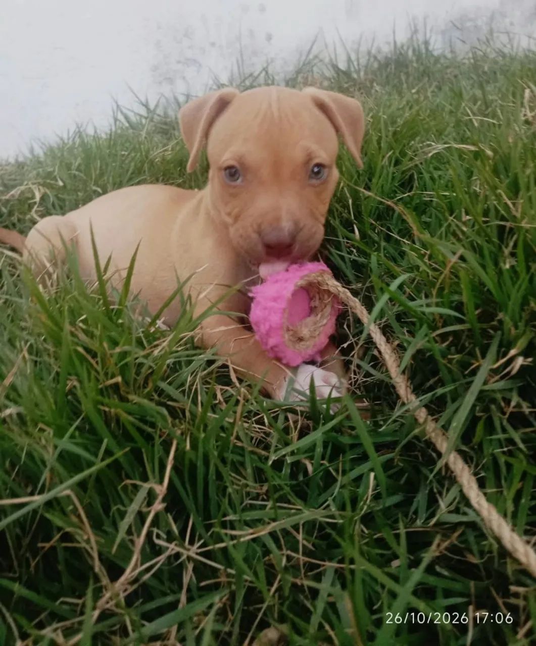 Pit Monsters  - Foto 4