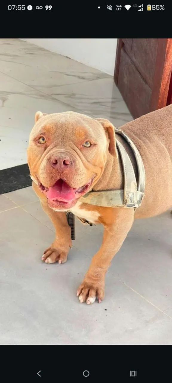 Pitmonster 1ano 2 meses   - Foto 2