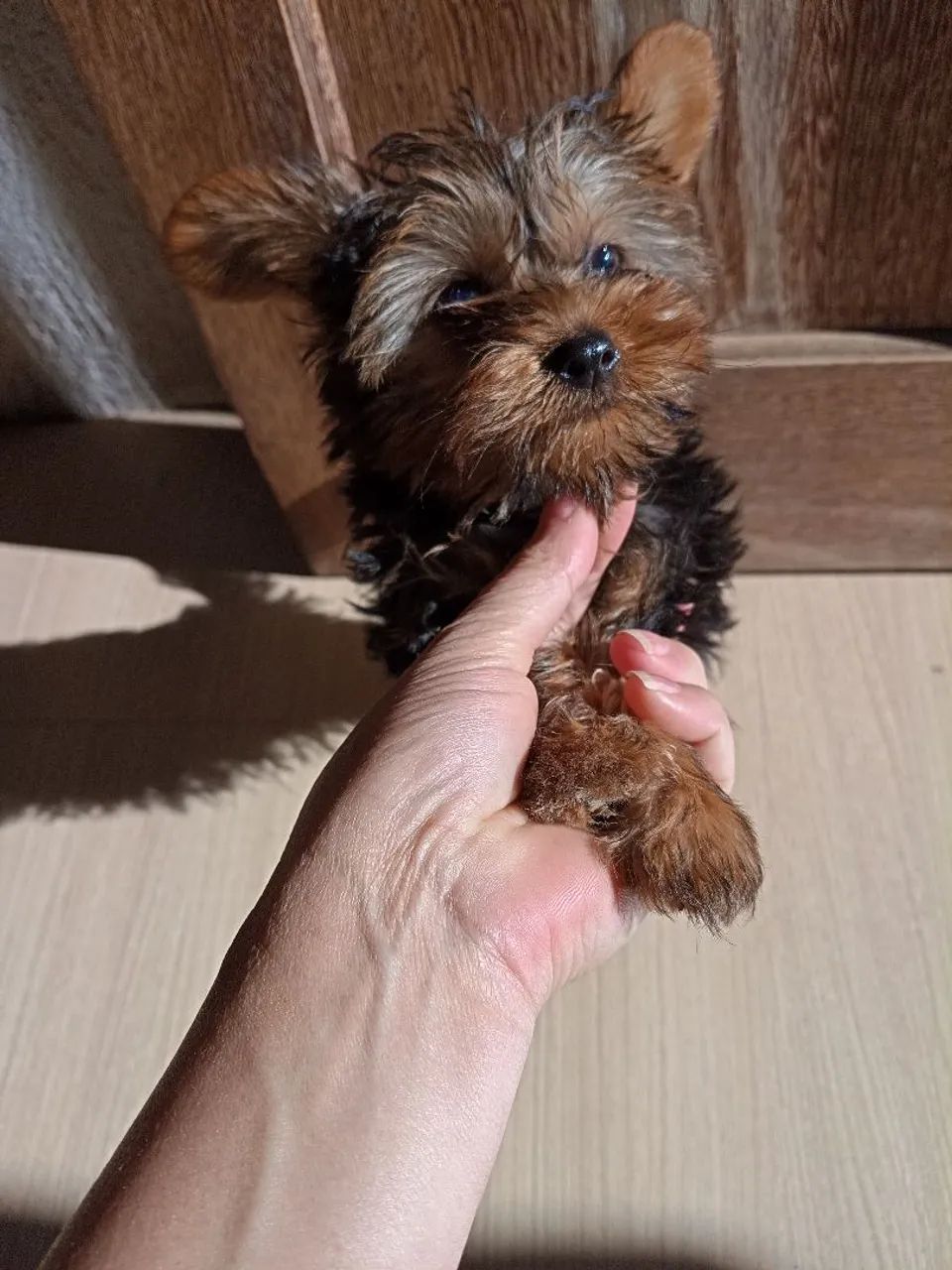 Vendo