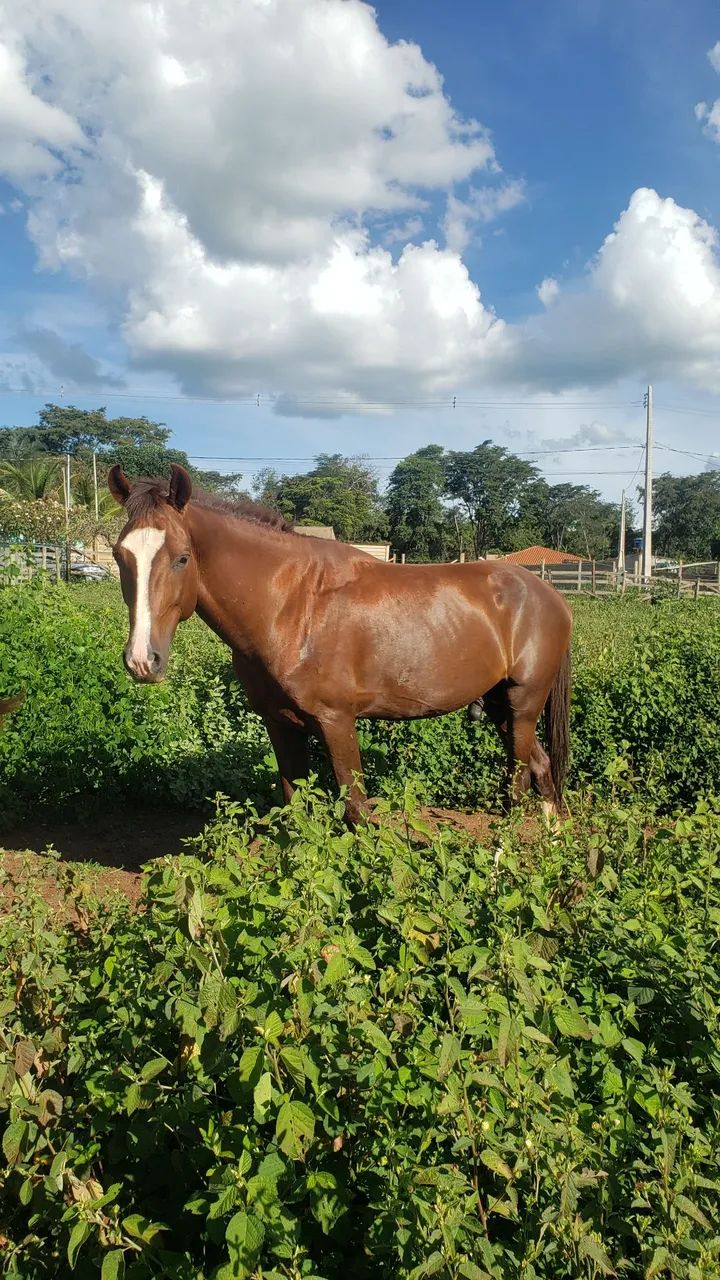 Cavalo quarto de milha  - Foto 2