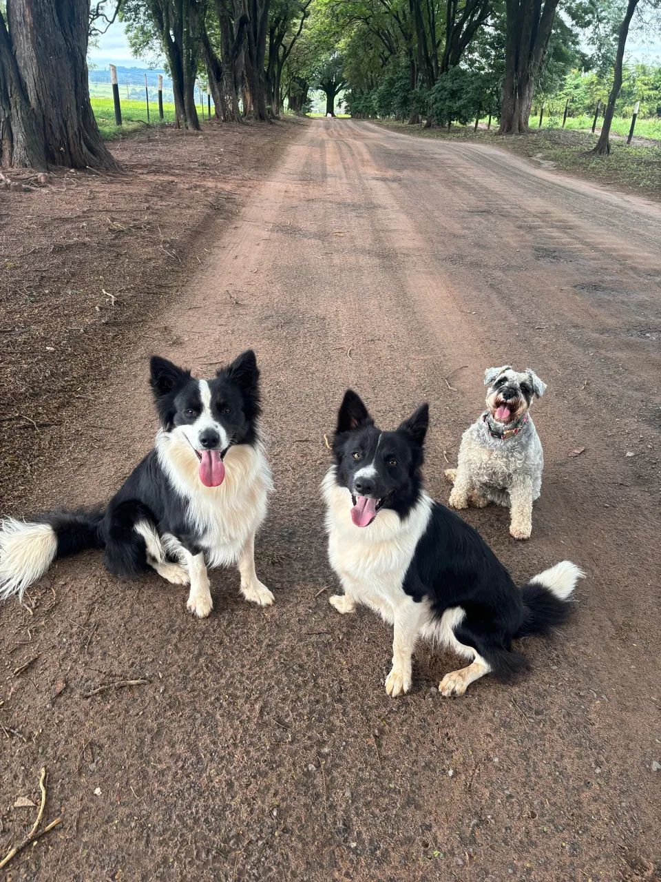 BORDER COLLIE MACHO PARA CRUZAR  - Foto 2