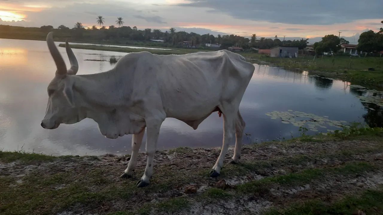 VENDO VACA MESTIÇA DE GUZERÀ  - Foto 3
