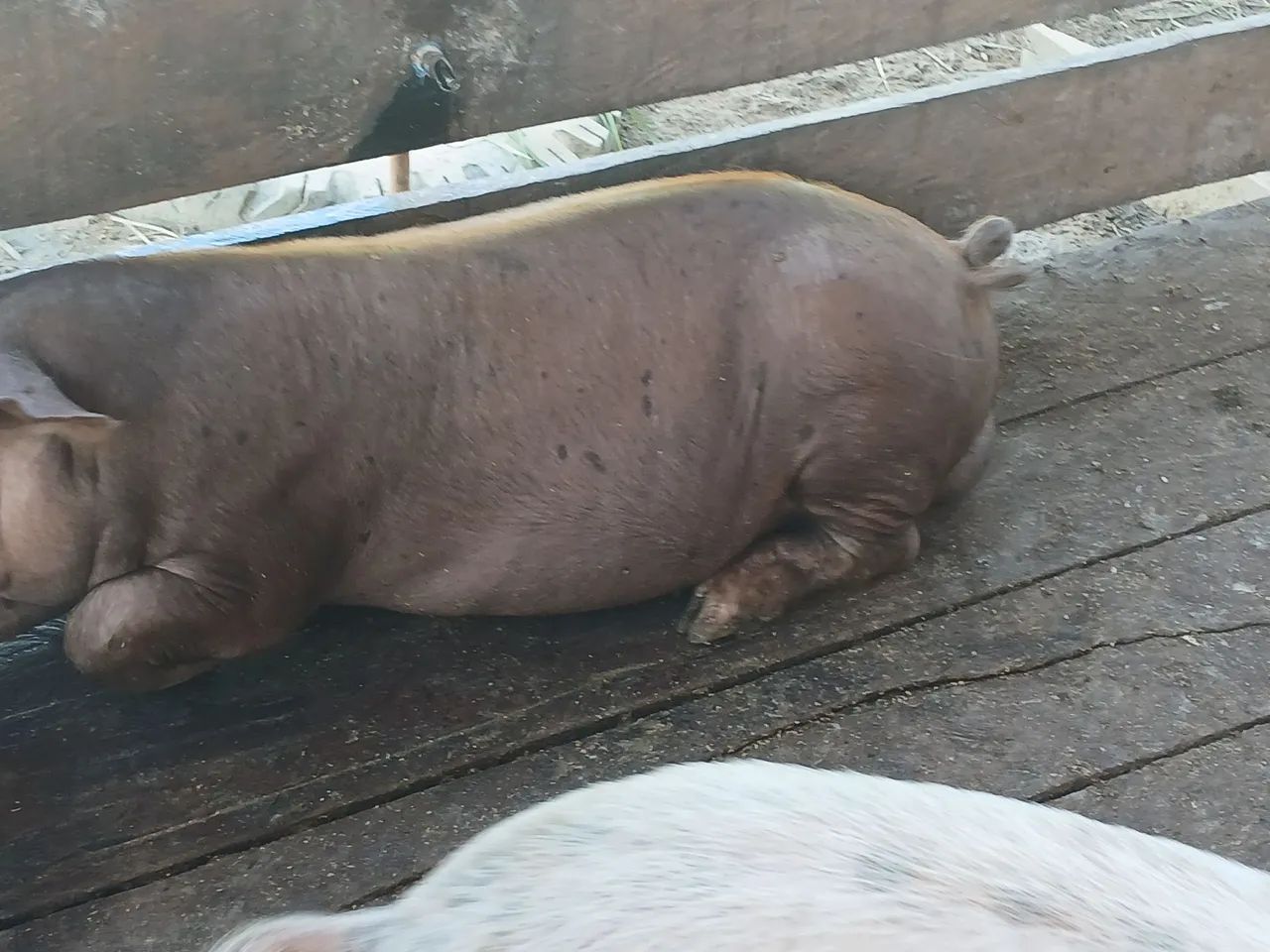 Porco  - Foto 5