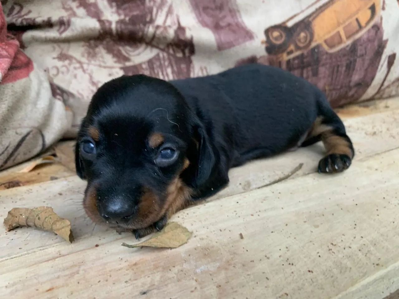 Daschund mini - Foto 5